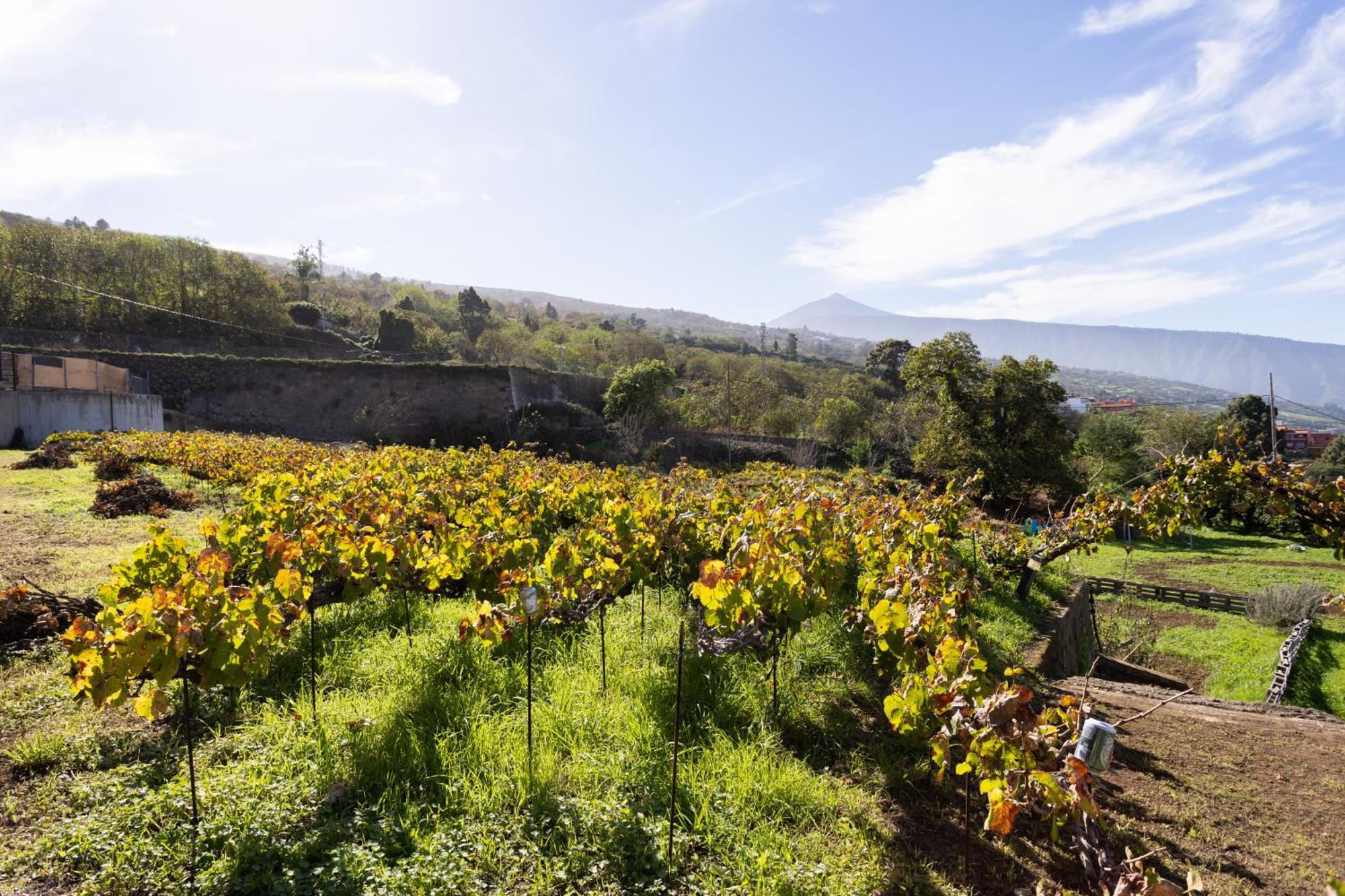 Ek Las Vistas Finca El Milagro La Orotava Esterno foto